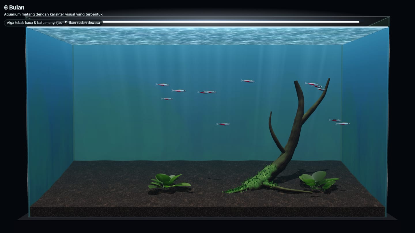 Simulasi kayu aquascape setelah 6 bulan: moss menempel di pangkal driftwood, dua Cryptocoryne, kaca kehijauan karena alga