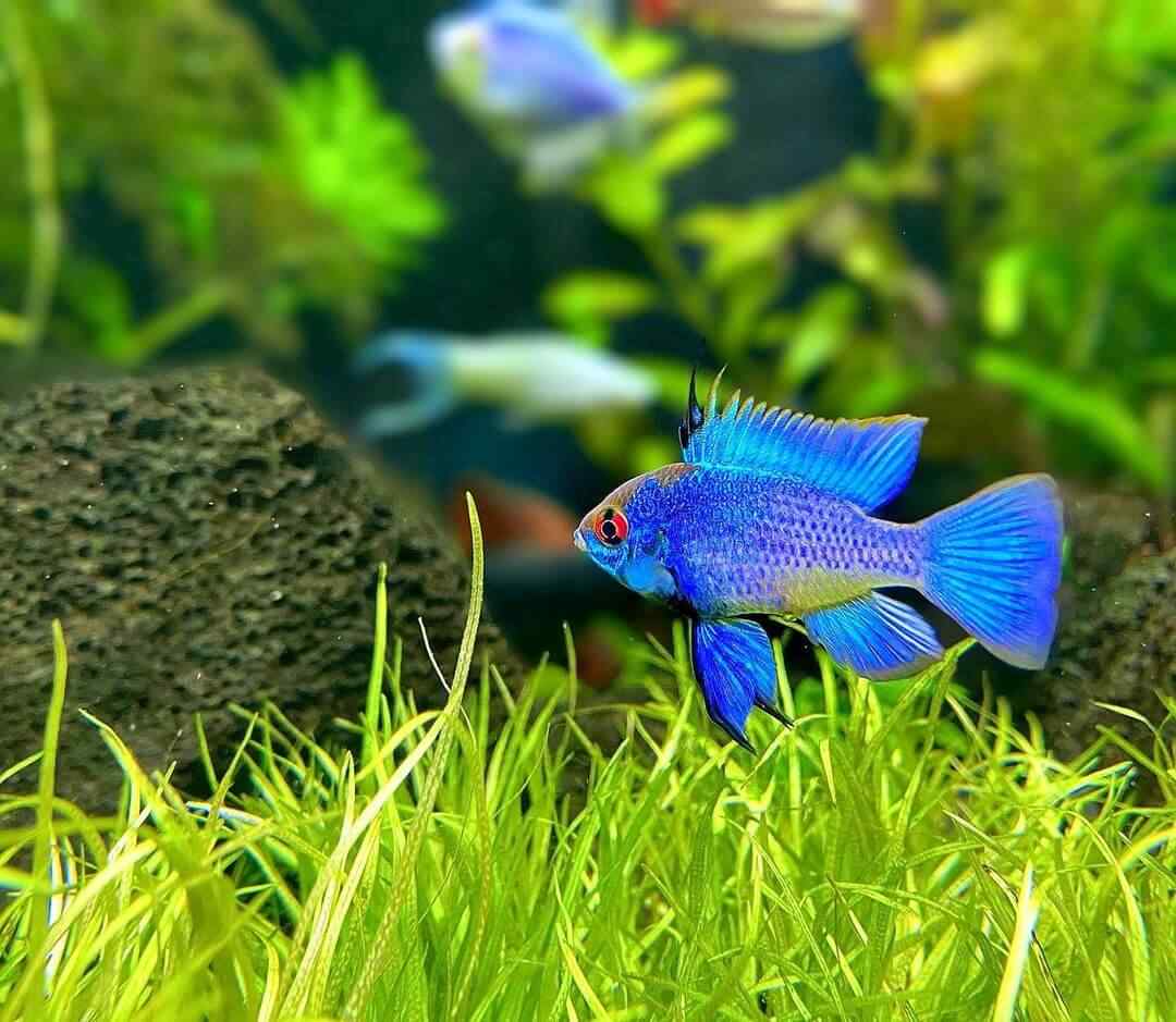 Ikan-blue-elektrik