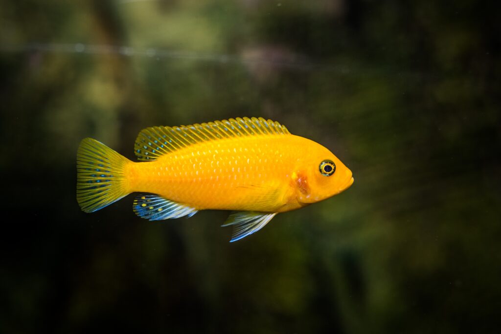 Panduan Lengkap Memelihara Ikan Lemon Cichlid