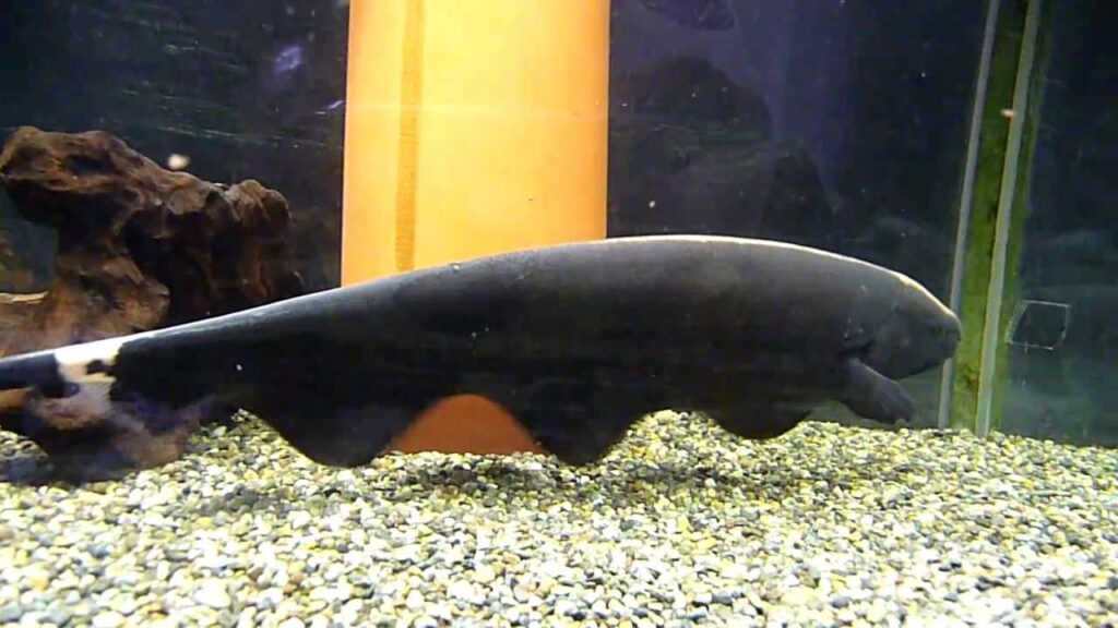 Mengenal Ikan Black Ghost, Hantu Penghias Akuarium